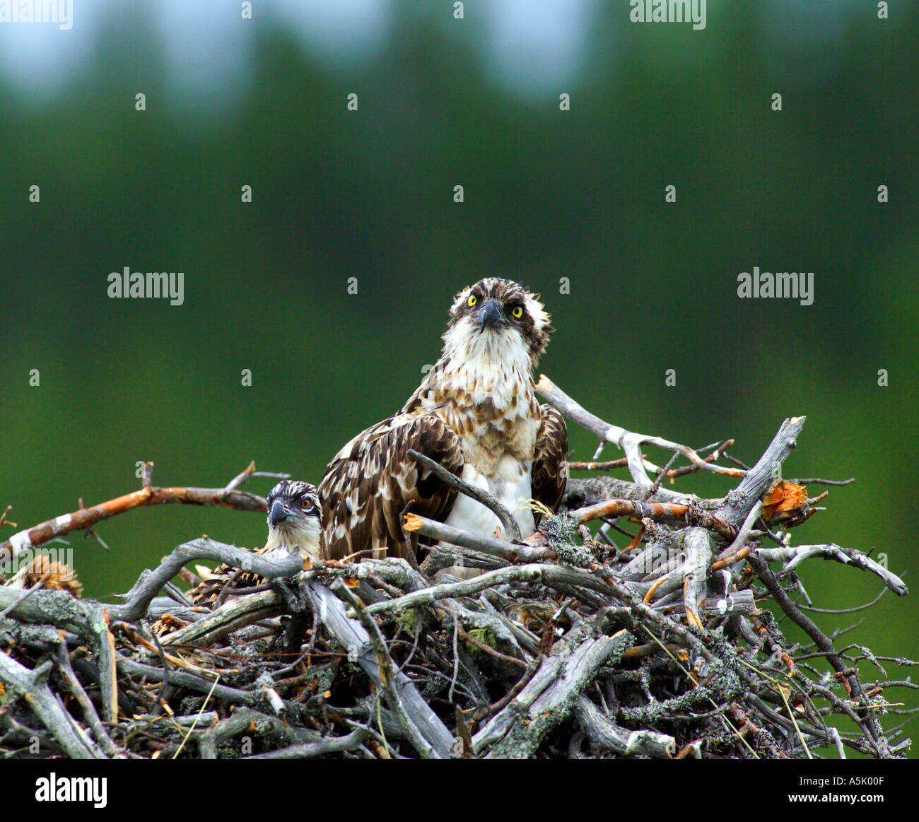 Falco pescatore Pandion haliaetus femmina adulta con ceci su nest Luglio Foto Stock