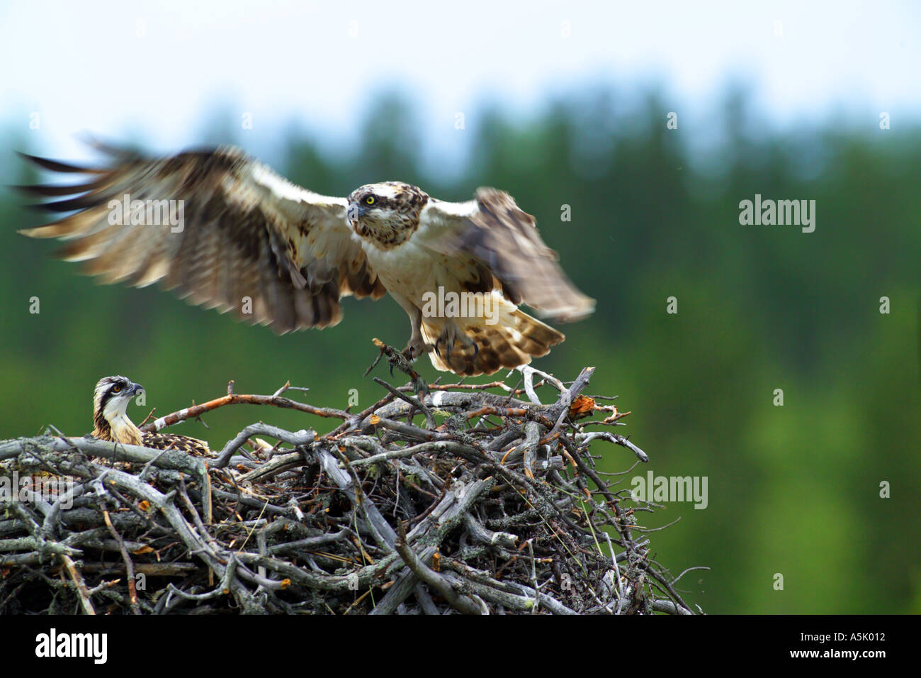 Unione Osprey Pandion haliaetus donna al nido con pulcini Finlandia Luglio Foto Stock