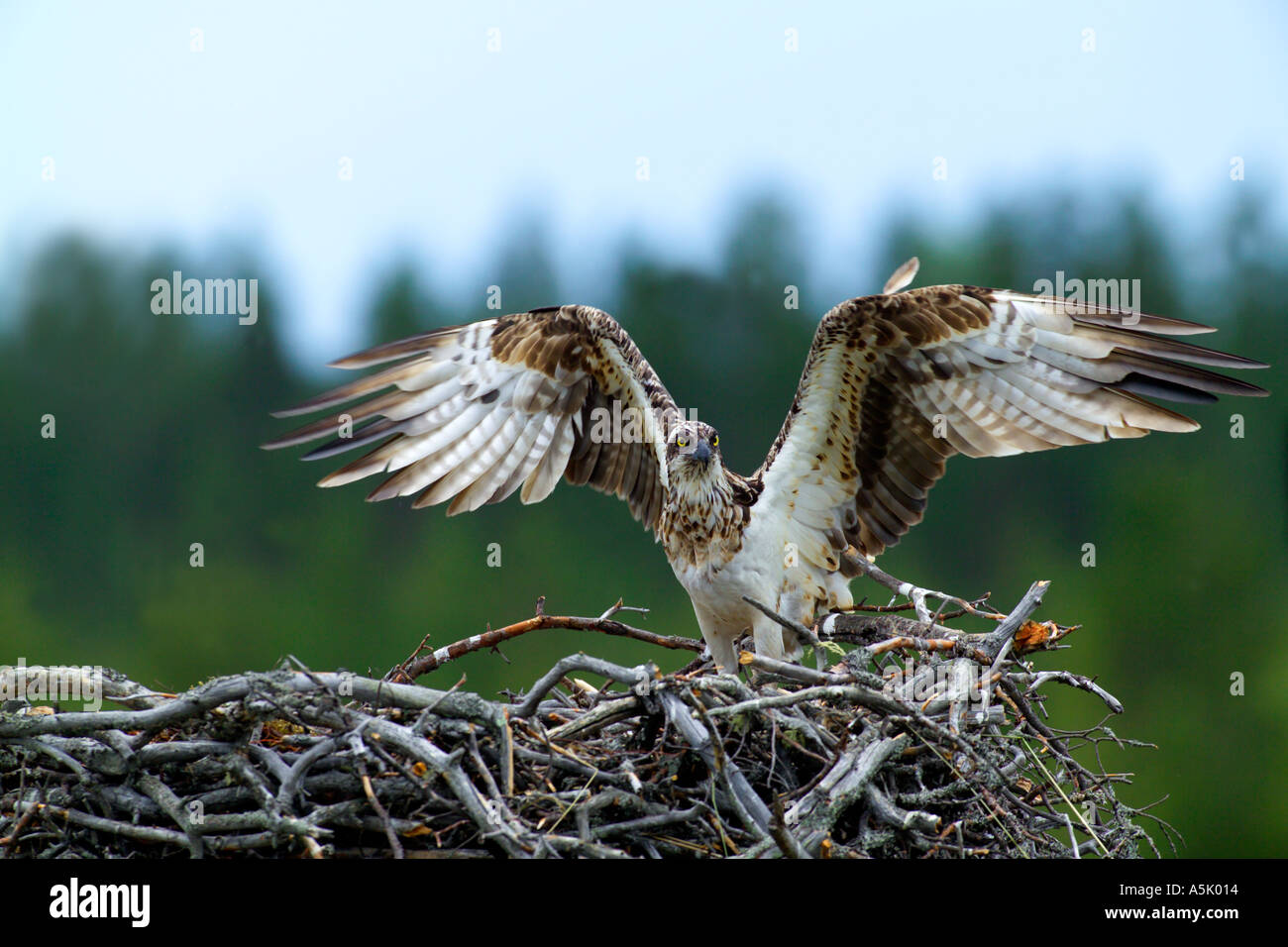 Unione Osprey Pandion haliaetus donna al nido con pulcini Finlandia Luglio Foto Stock