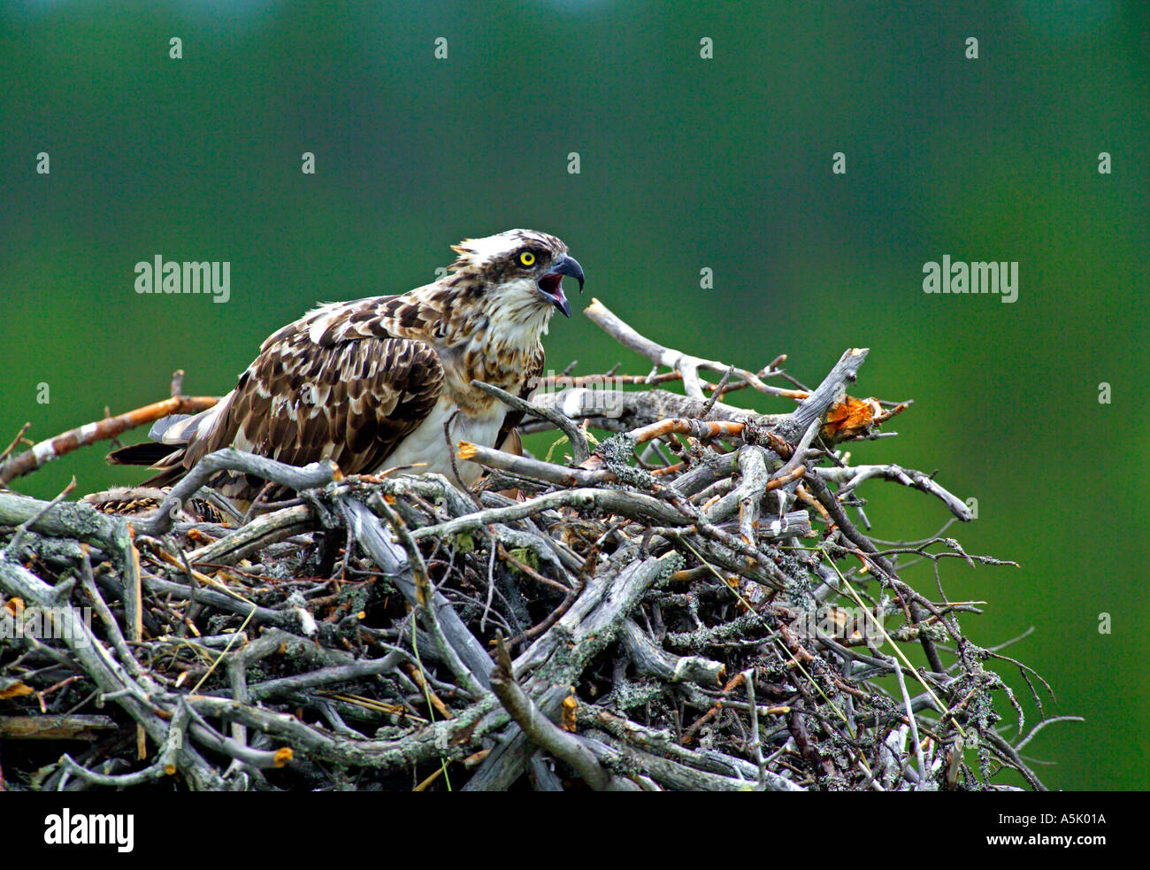Unione Osprey Pandion haliaetus donna al nido con pulcini Finlandia Luglio Foto Stock