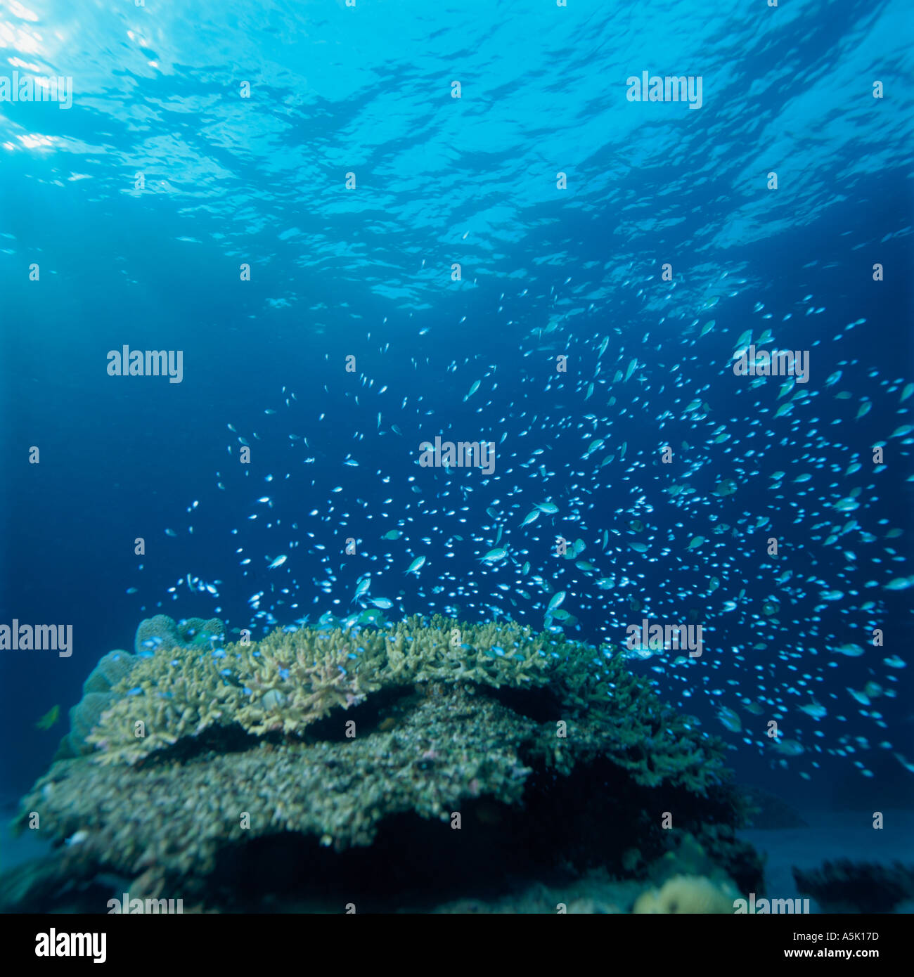 BLACKFIN CHROMIS Okinawa in Giappone Foto Stock