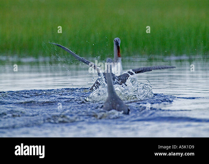 Red throated Divers Gavia stellata nella lotta territoriale Finlandia estate Foto Stock