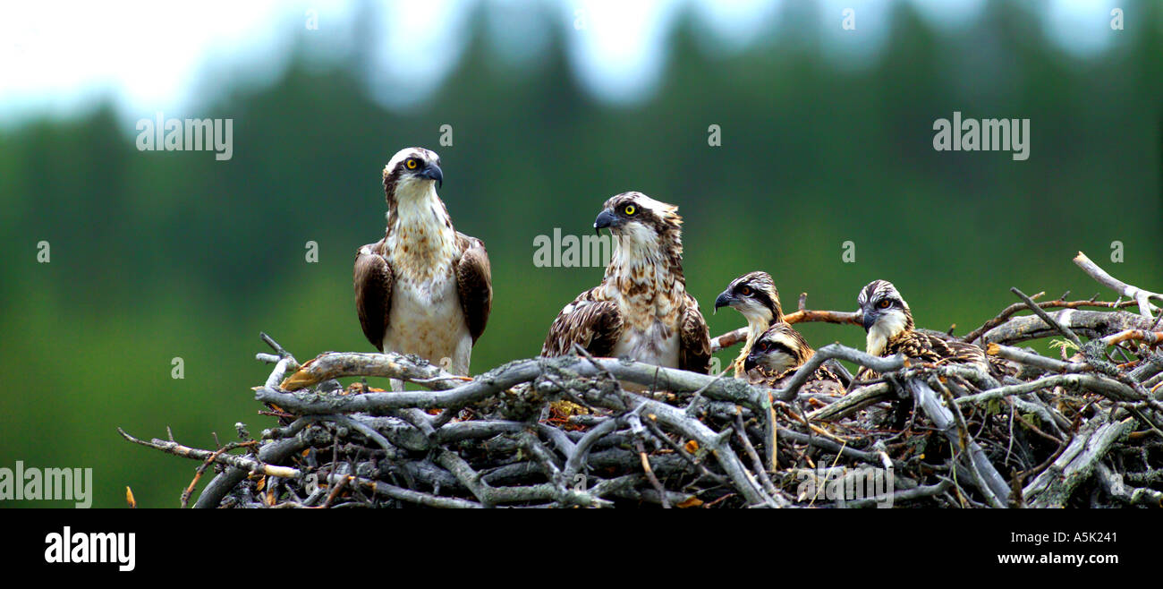 Unione Osprey Pandion haliaetus coppia a nido con pulcini Finlandia Luglio Foto Stock