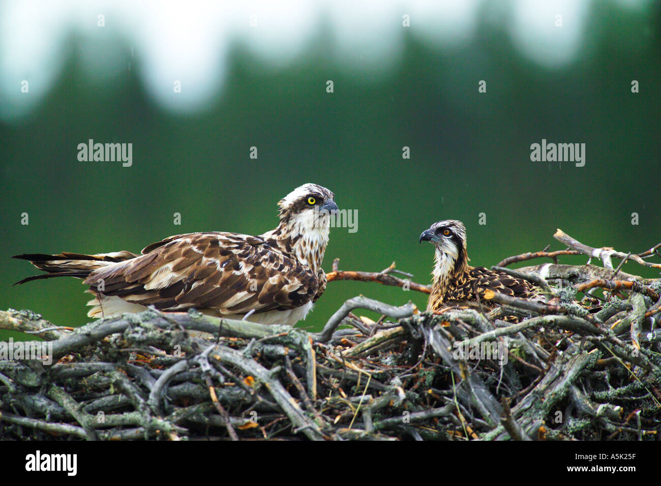 Unione Osprey Pandion haliaetus donna al nido con pulcini Finlandia Luglio Foto Stock