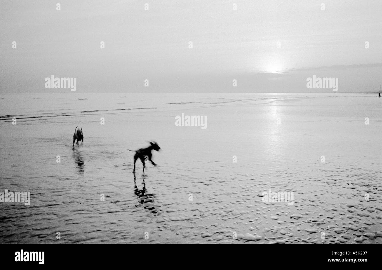 A caccia di cani 1 c Luca Peters Foto Stock