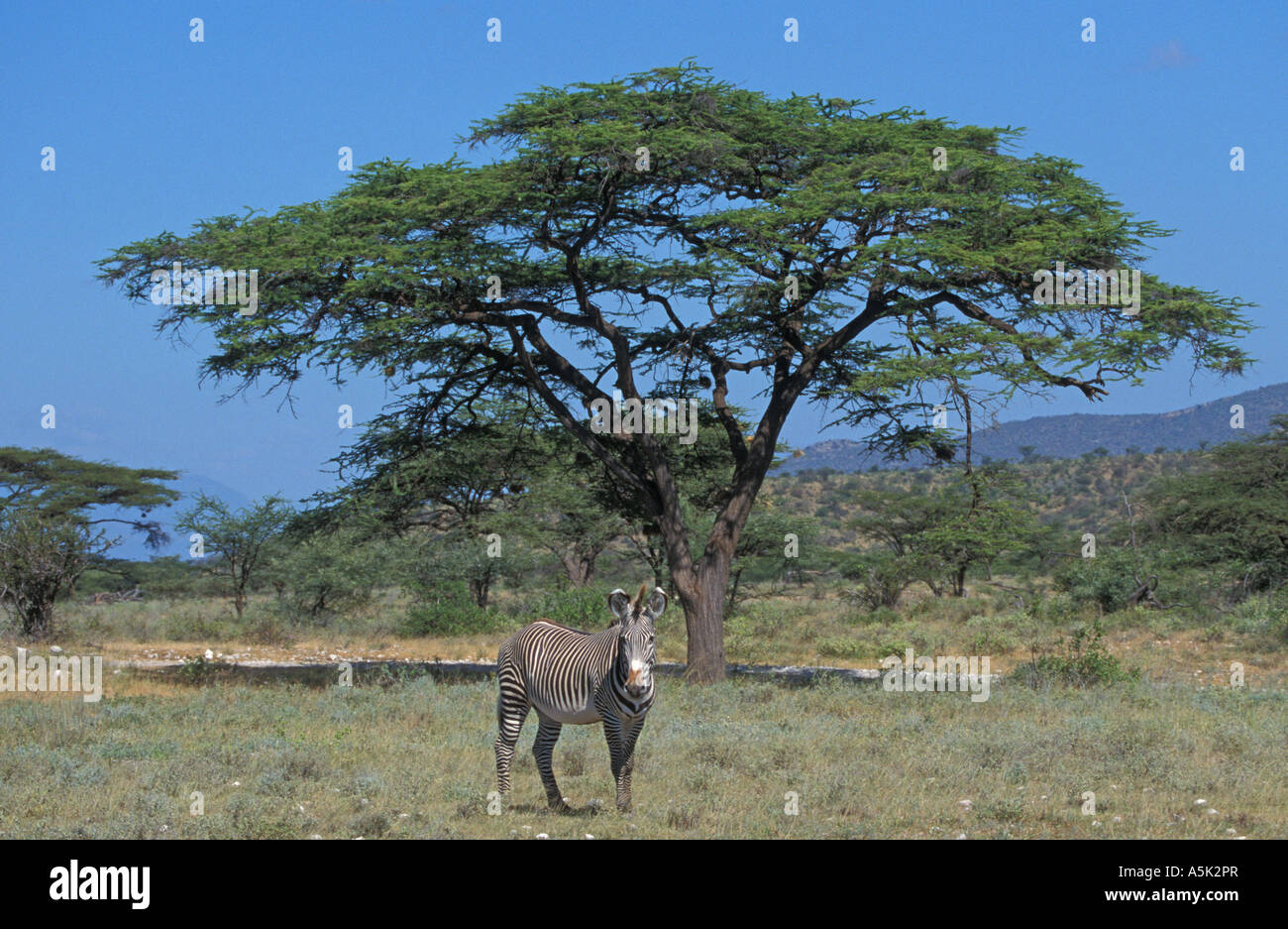 Grevy zebra (Equus grevyi) Kenya, Africa Foto Stock