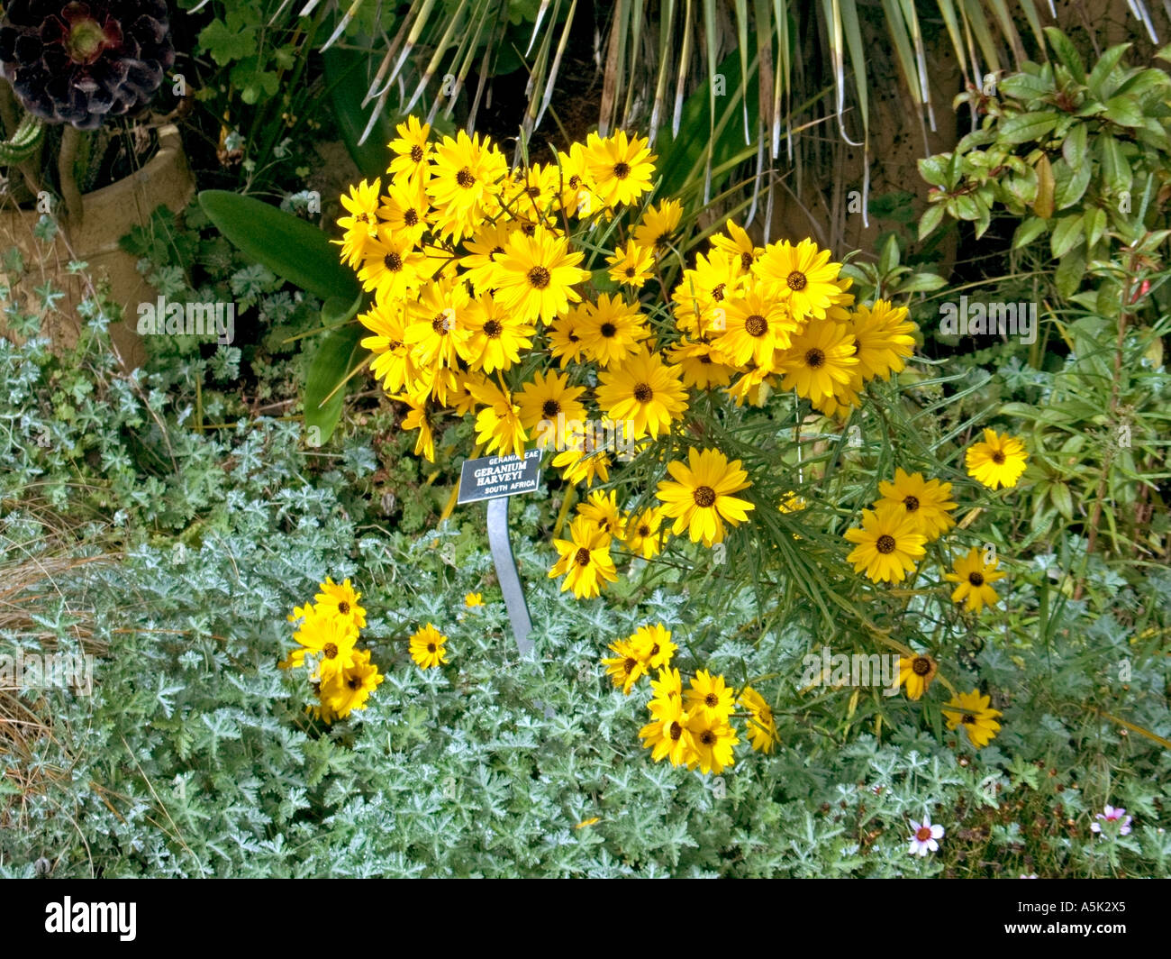Coreopsis, chiamato anche tickseed, Foto Stock