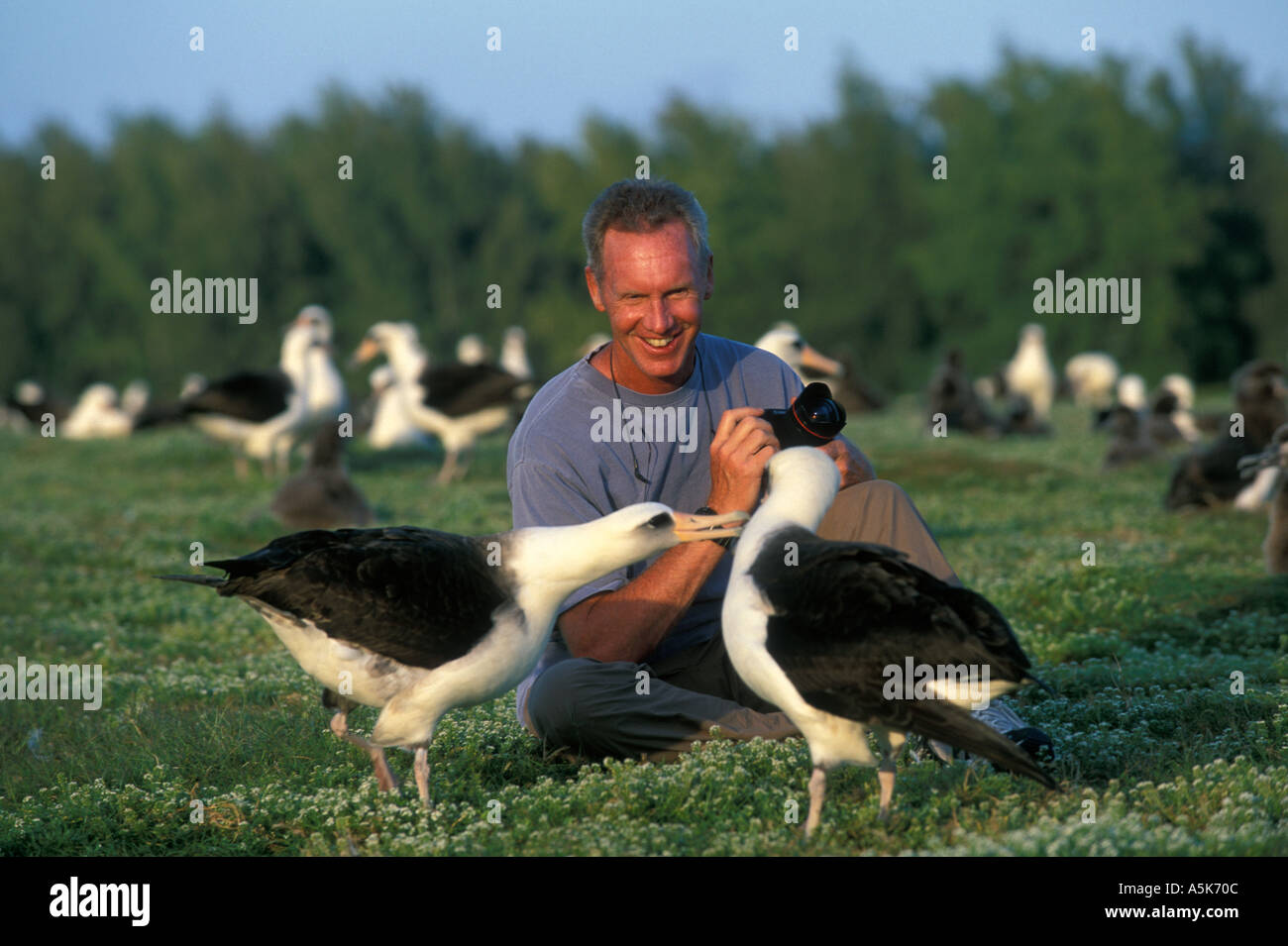 HAWAII, MIDWAY ATOLL uomo prende le immagini di nidificazione di Laysan Albatross Foto Stock