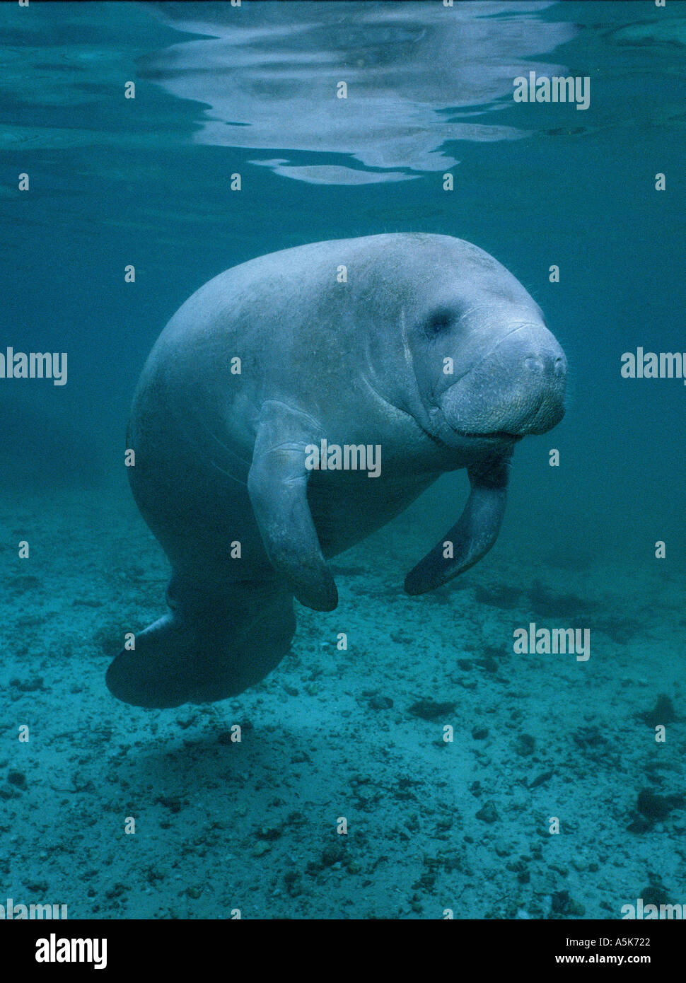 WEST INDIAN lamantino (Trichechus manatus) sott'acqua Crystal River Florida USA Foto Stock