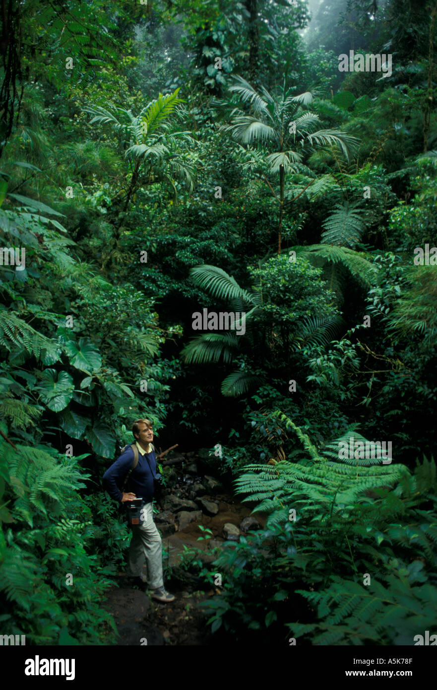 COSTA RICA persone escursionista a Monteverde Cloud Forest modello rilasciato Foto Stock