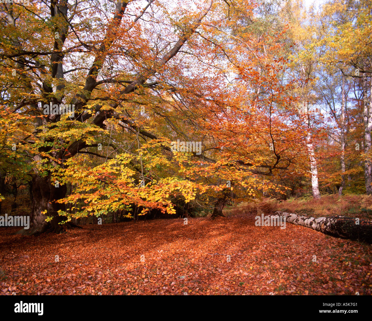 Autunno scena nella Foresta di Epping Essex, Inghilterra Foto Stock