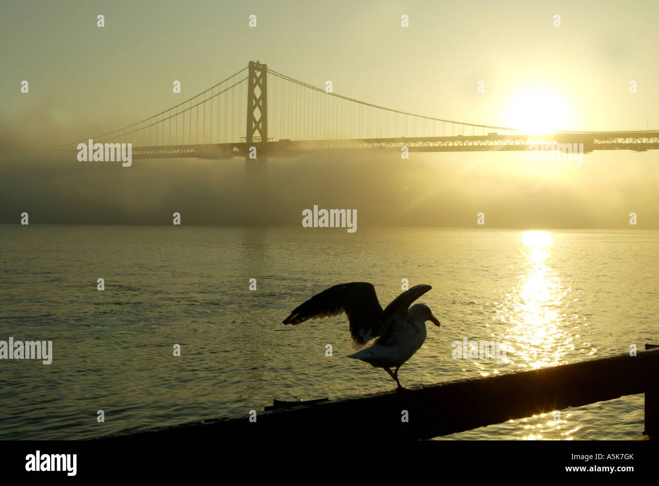 Baybridge nella nebbia mattutina con seagull. San Francisco, California, Stati Uniti d'America Foto Stock