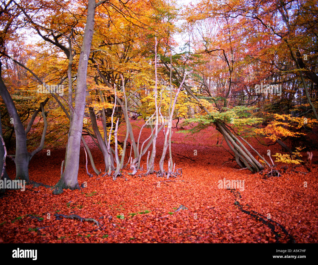 Autunno scena nella foresta di Epping Essex, Inghilterra. Foto Stock