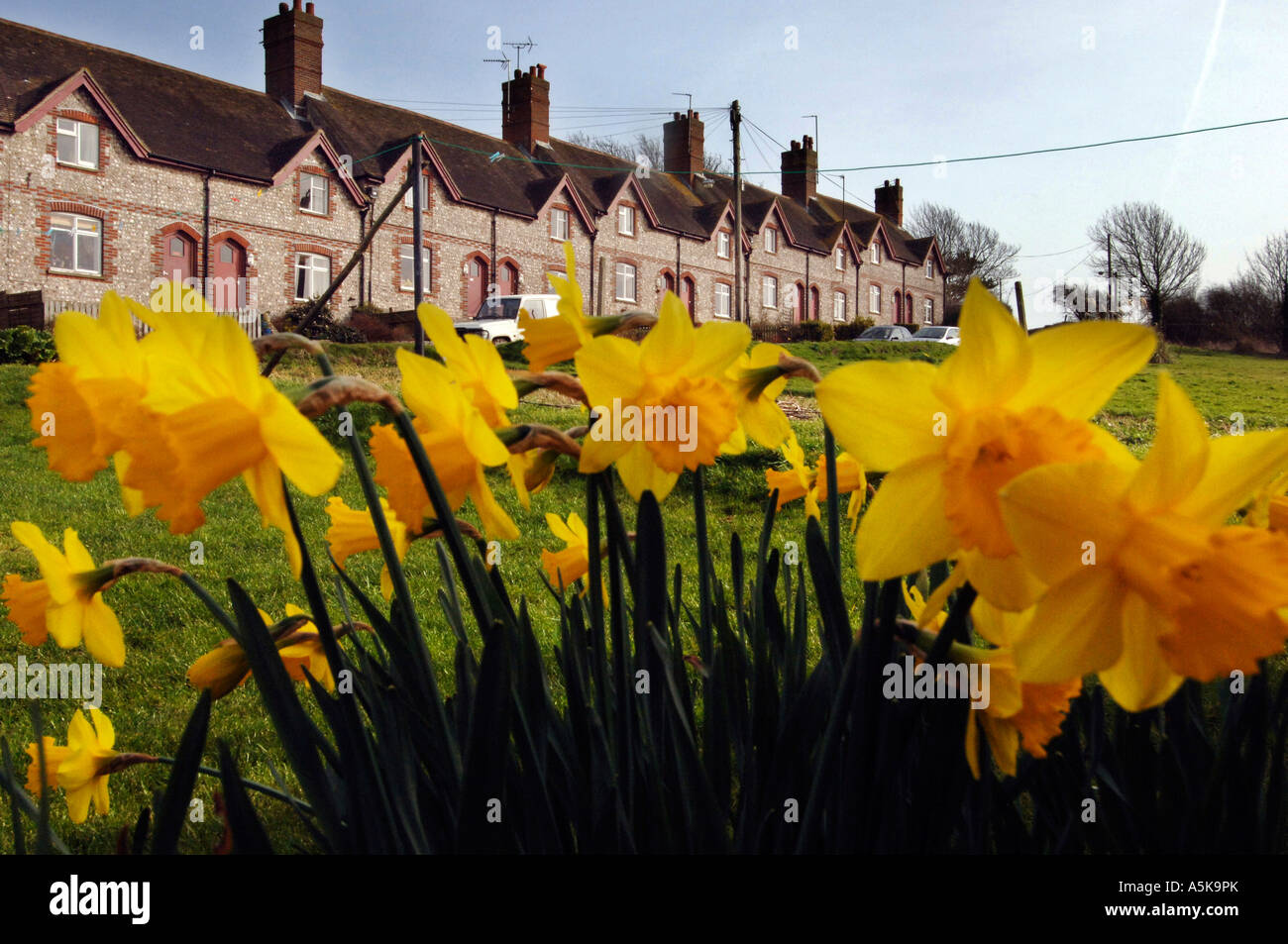 Giunchiglie crescere nella parte anteriore di una fila di pietra focaia terrazza cottages in Glynde East Sussex Foto Stock