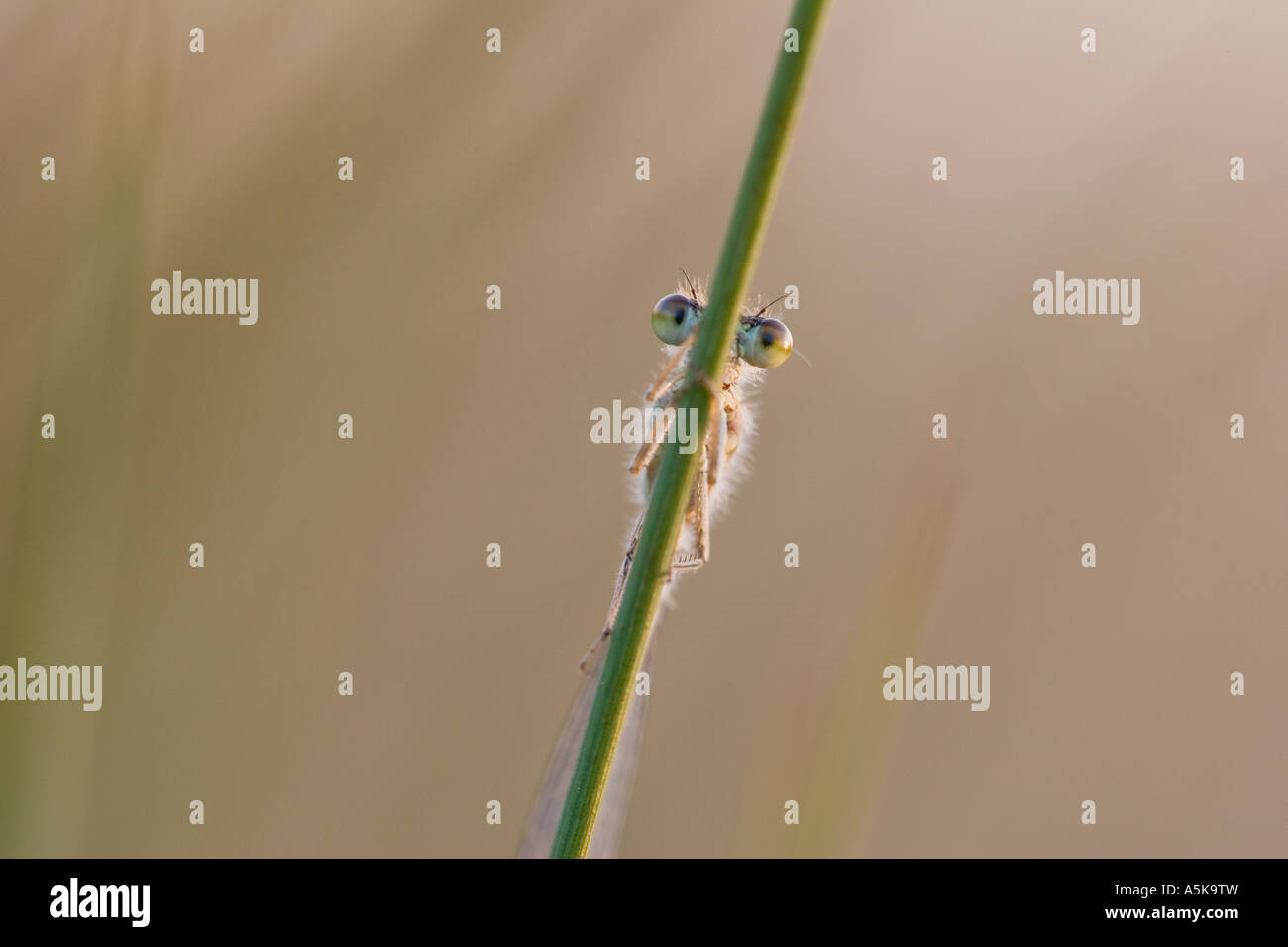 Azure Damselfly (Coenagrion puella) Foto Stock