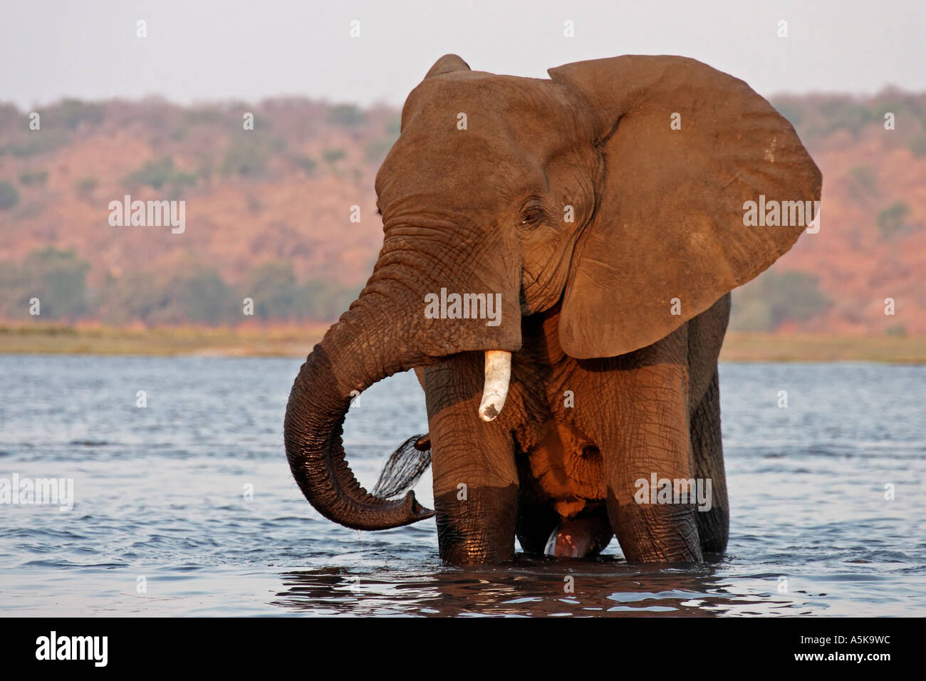 Elefante africano (Loxodonta africana) nel fiume Chobe. Chobe National Park, Botswana, Africa Foto Stock