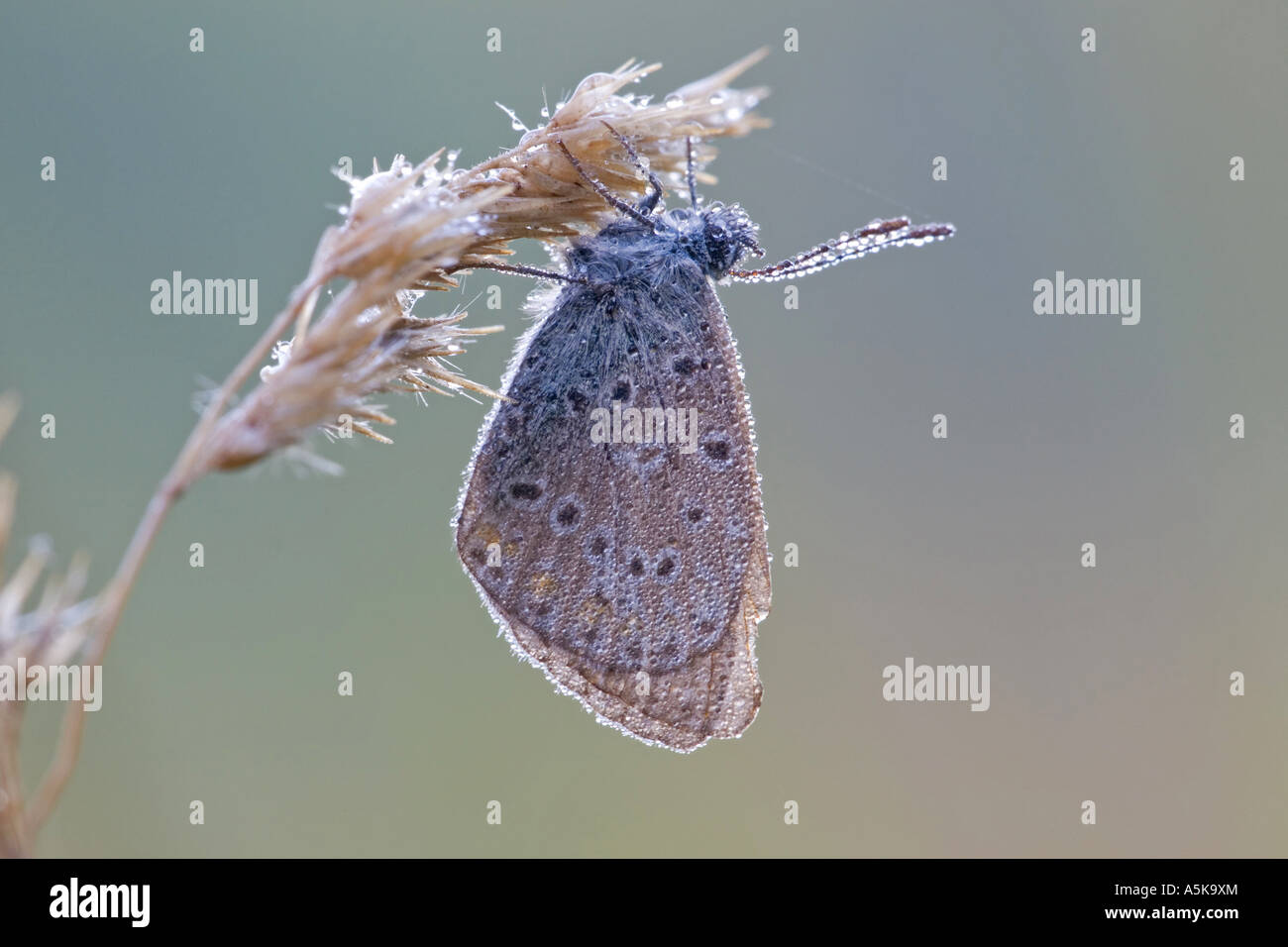 Comune (blu Polyommatus icarus) Foto Stock