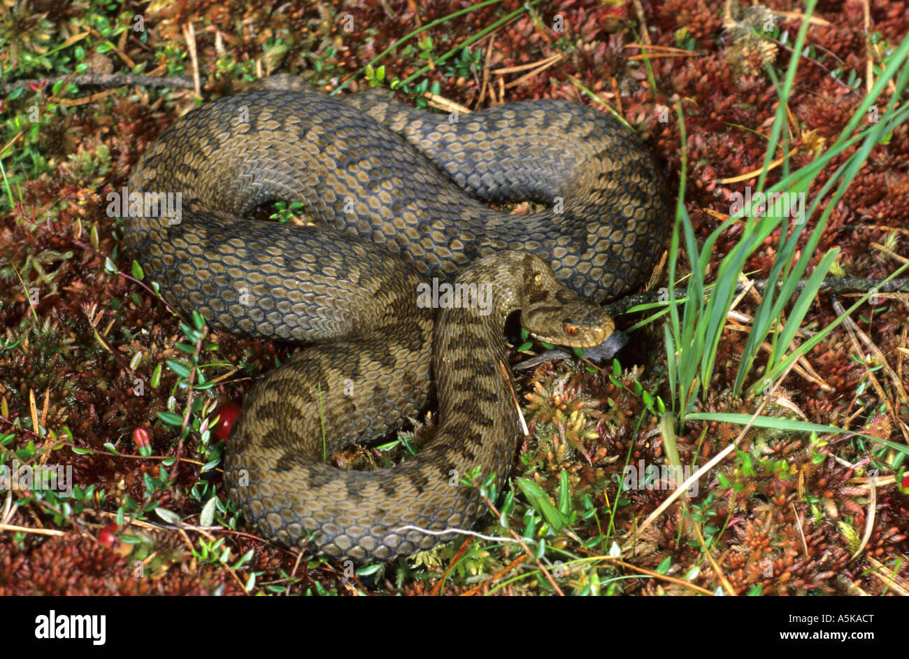 Unione sommatore (Vipera berus), Viper Foto Stock