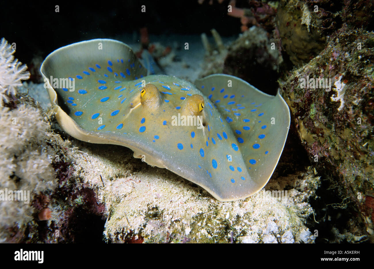 Bluespotted Stingray (Taeniura lymma) sulla sabbia oceano pavimento, Mar Rosso Foto Stock