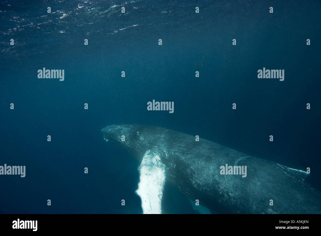 Humpback Whale entro lo snorkeling distanza di riva in prossimità di sale sul molo di Bonaire Netherland Antillies Foto Stock
