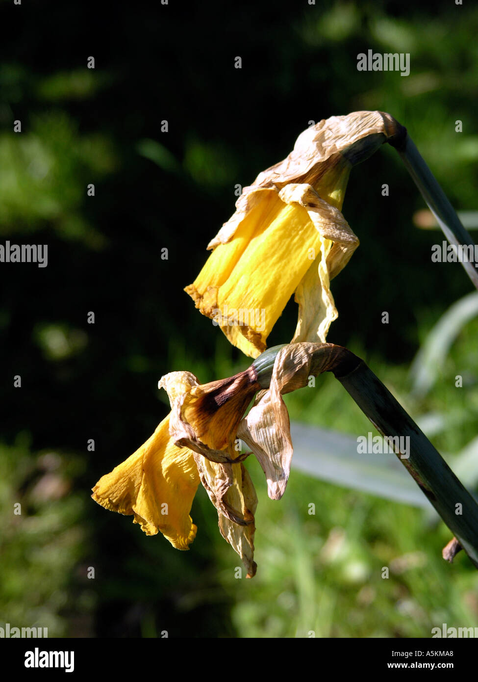 Daffodil [passato il suo miglior] Foto Stock