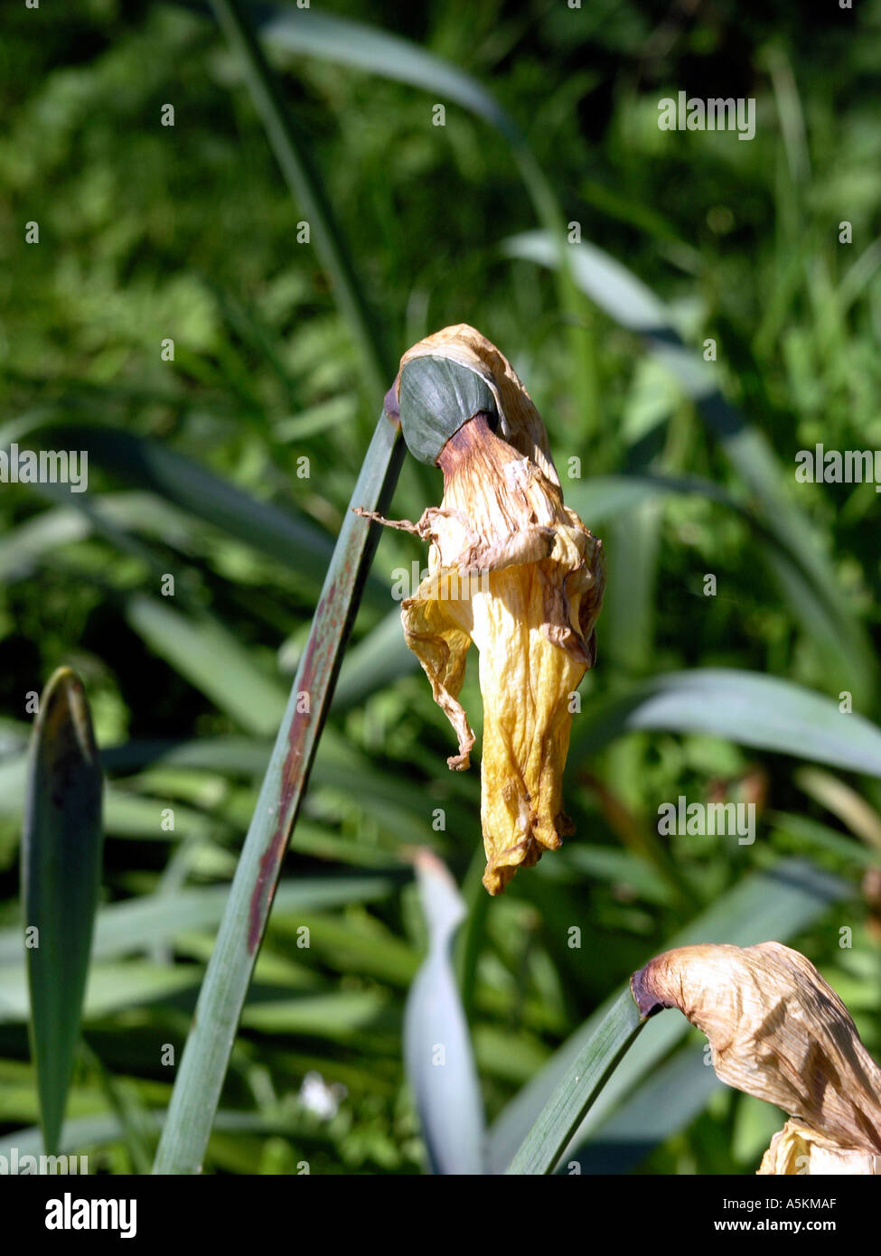 Daffodil " passate le sue migliori" Foto Stock
