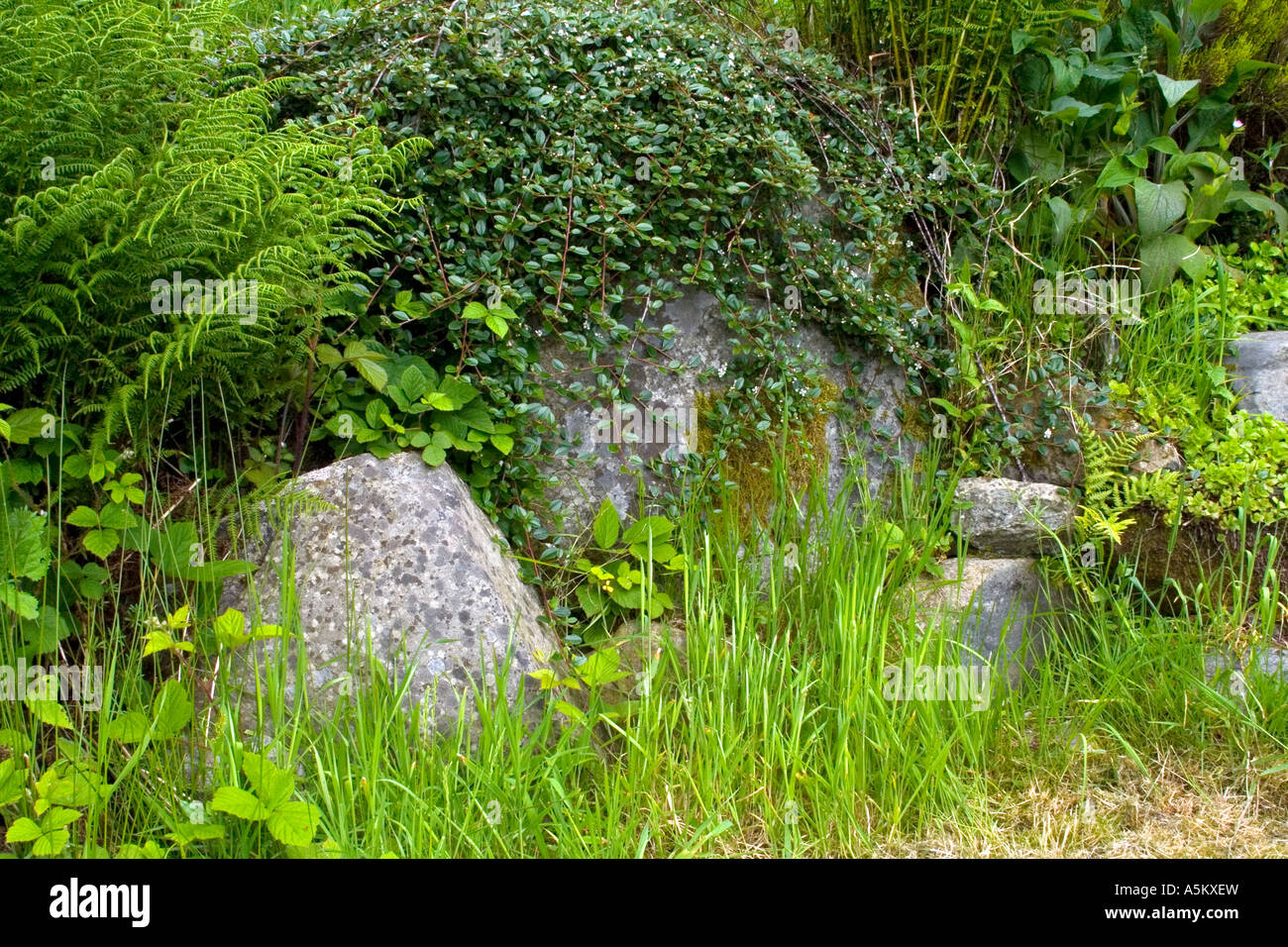 Close-up immagine delle grandi pietre grigie, coperto con fresco verde erba e felci in Galles Centrale Foto Stock