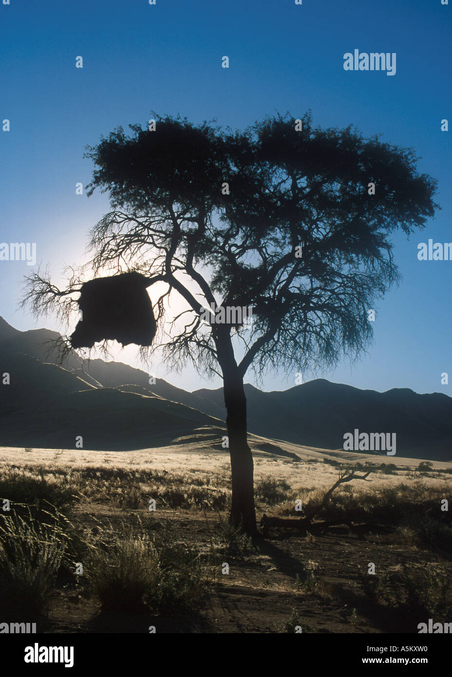 Socievole Weaver Philetairus socius Nest Namibia Foto Stock