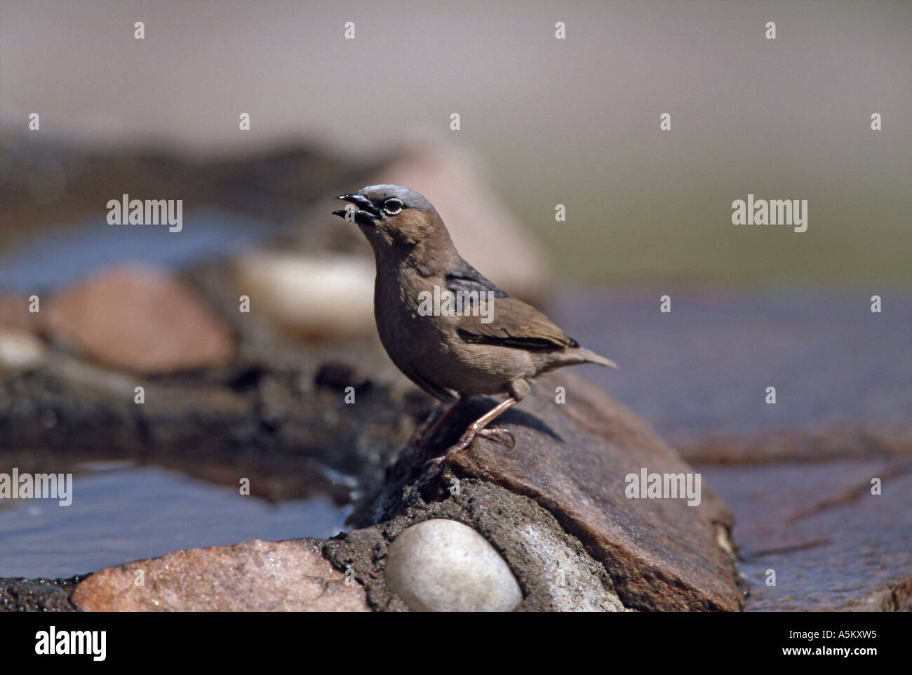 Grigio tappate tessitore sociale Pseudonigrita arnaudi Kenya Foto Stock