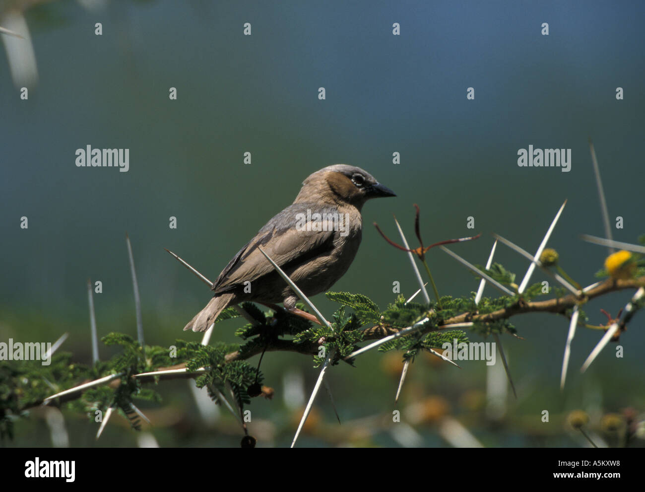 Testa Grigia tessitore sociale Pseudonigrita arnaudi Kenya Foto Stock