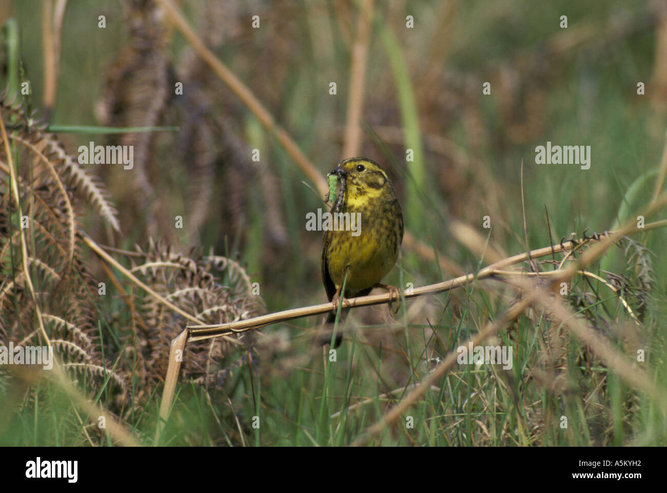 Zigolo giallo Emberiza citrinella arroccato su essiccato bracken con il cibo nel becco S Foto Stock