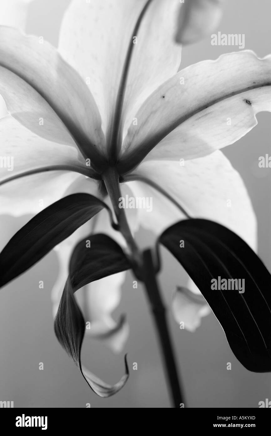 Primo piano di un bianco lilly Foto Stock