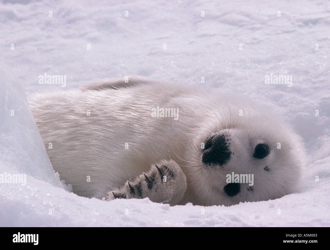 Cucciolo di foca arpa Foto Stock