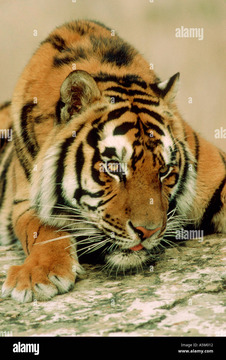 Testa della tigre del Bengala Foto Stock
