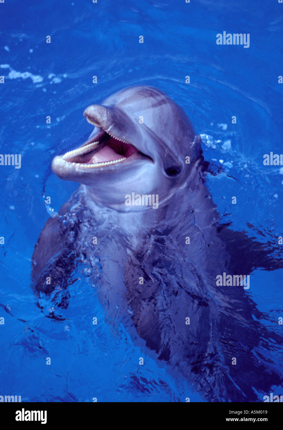 Il tursiope o delfino maggiore rifinitura Foto Stock