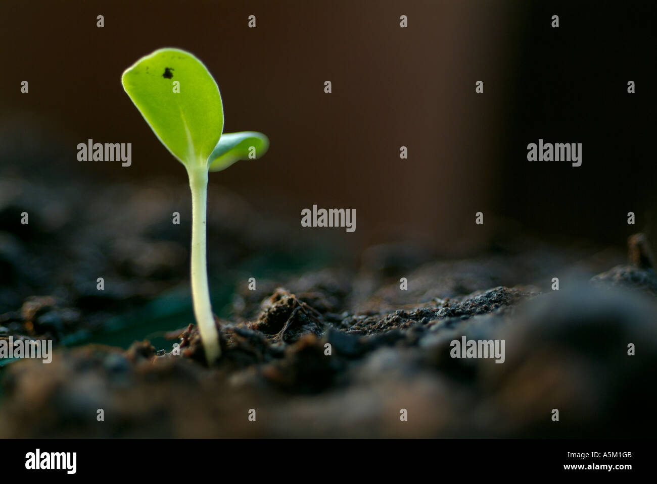 Un tiro verde Foto Stock