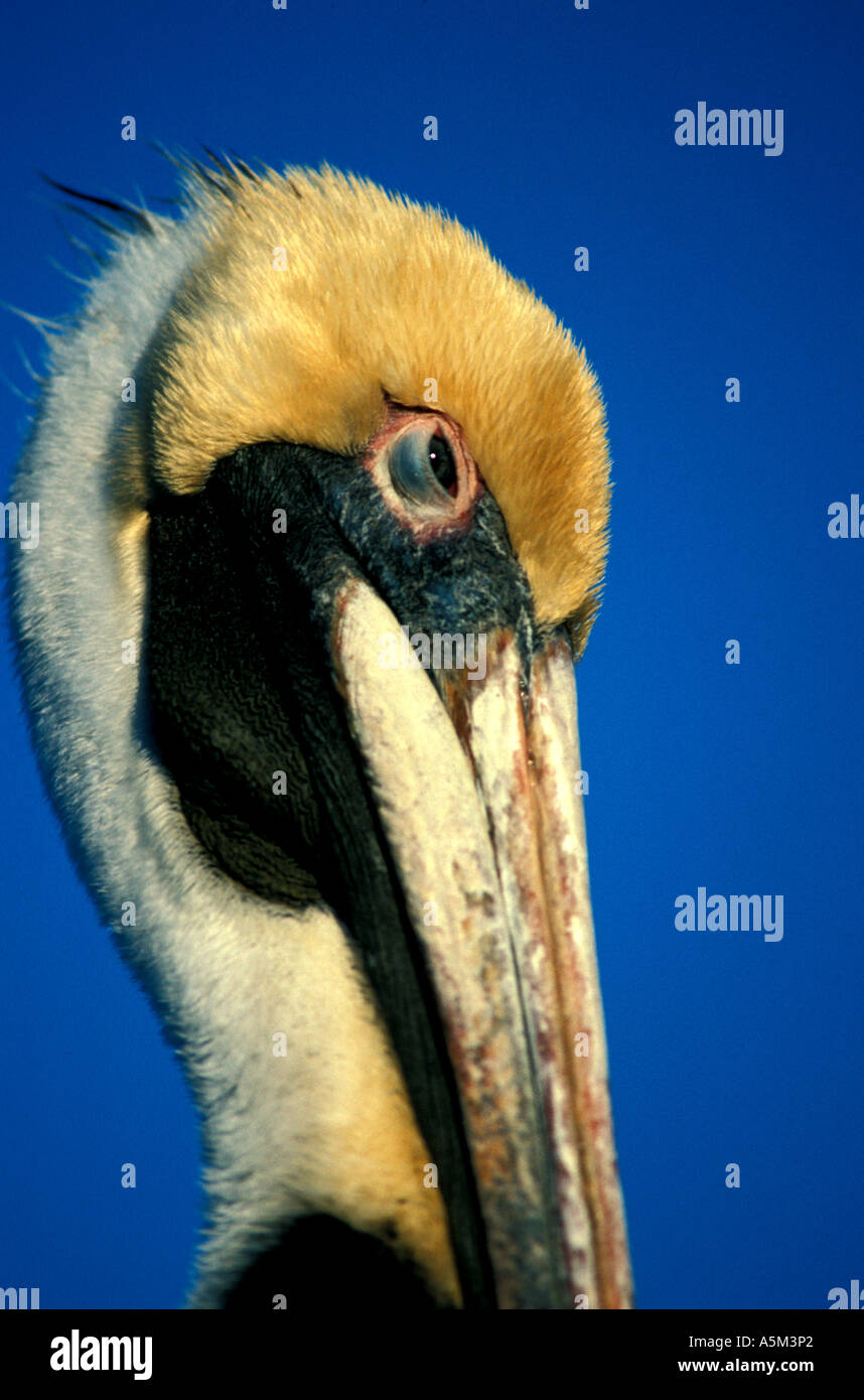 Brown Pelican occhio a metà chiusa in giallo luminoso di colori di accoppiamento ritratto closeup natura dettaglio florida wildlife natura birdwatching Foto Stock