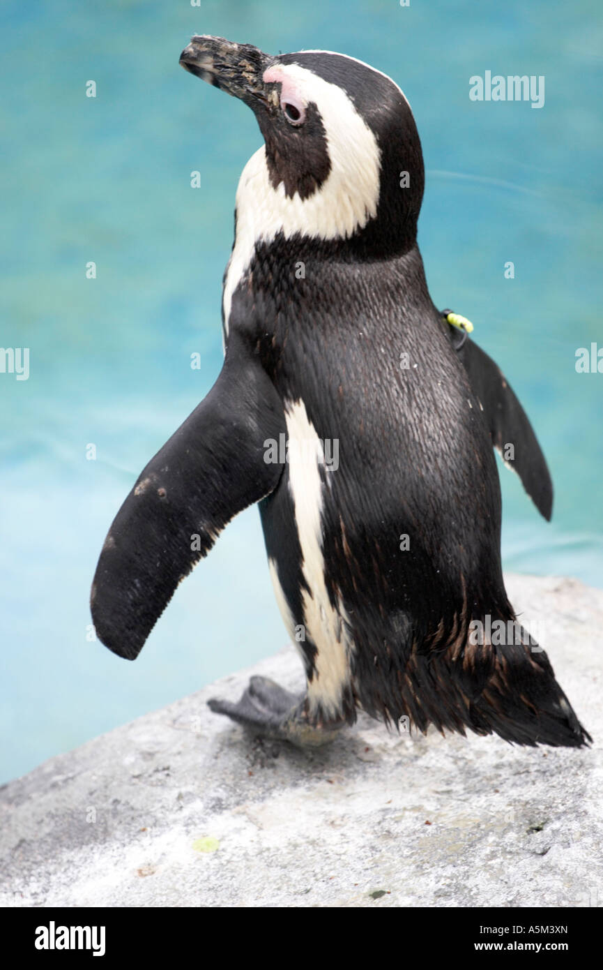 Pinguino africano (Spheniscus demersus), noto anche come il pinguino Blackfooted, in zoo di Madrid. Foto Stock