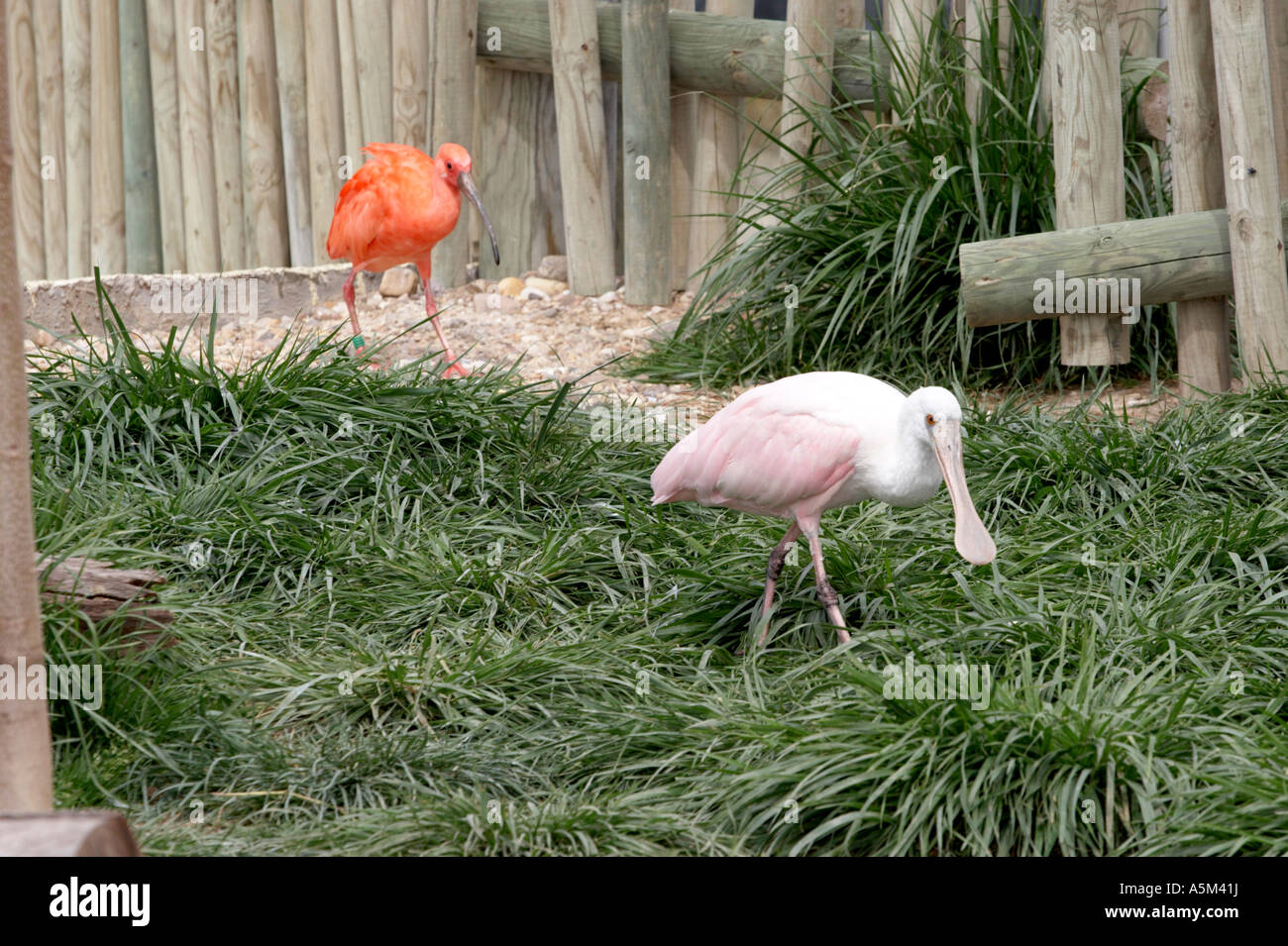 Roseate Spatola (Platalea ajaja, primo piano) e Scarlet Ibis (Eudocimus ruber, sfondo) nel zoo di Madrid. Foto Stock