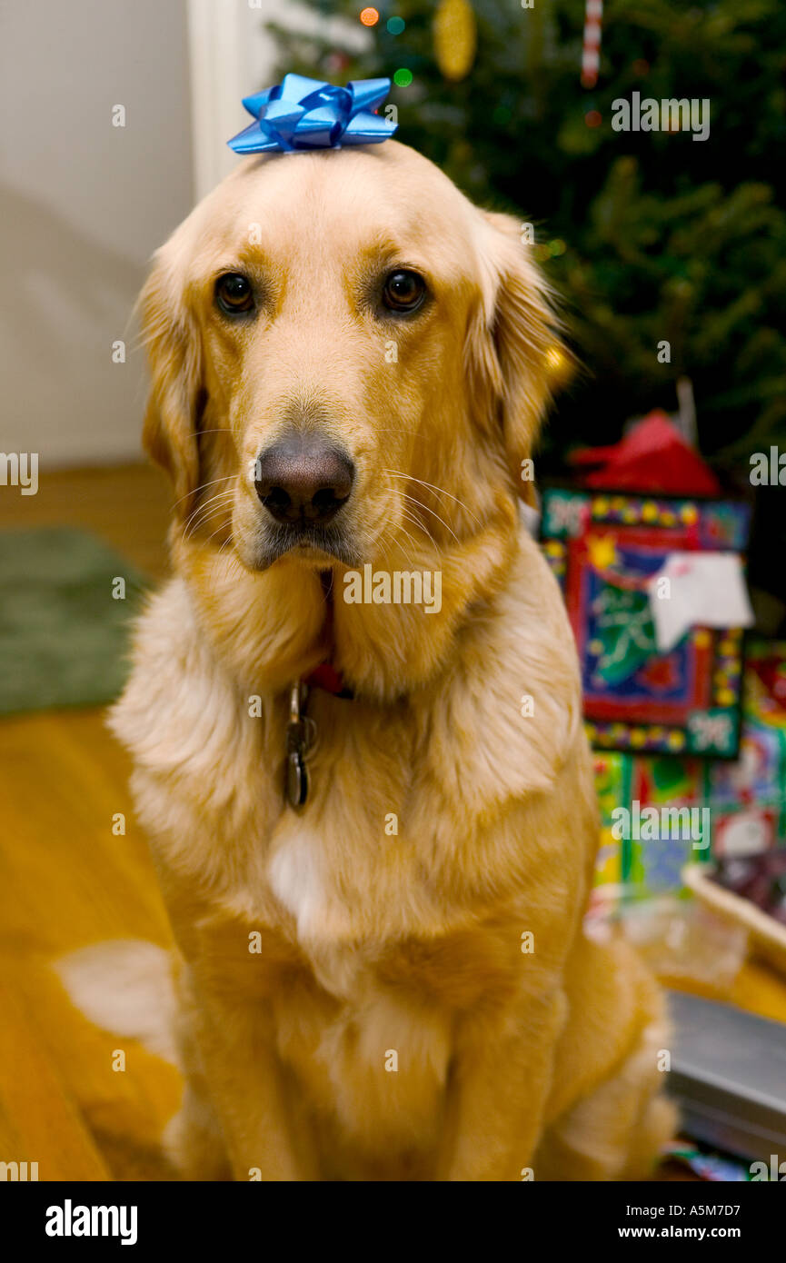 Il golden retriever ad albero di Natale che indossa bow Foto Stock