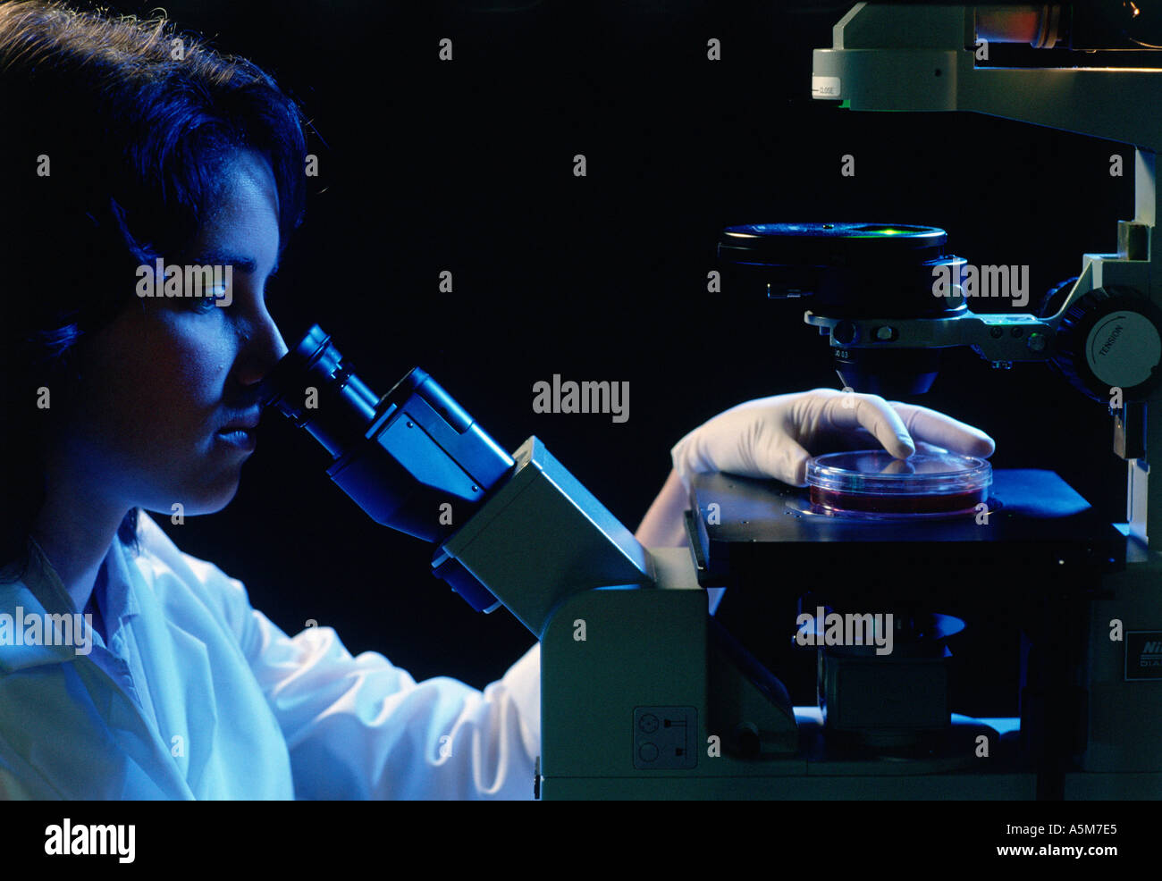 Laboratorio femmina lavoratore ispeziona piatti biotech sotto microscopio Foto Stock