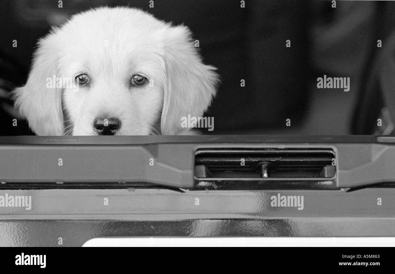 Golden Retriever cucciolo 3 mesi nel retro della vettura prima del viaggio Foto Stock