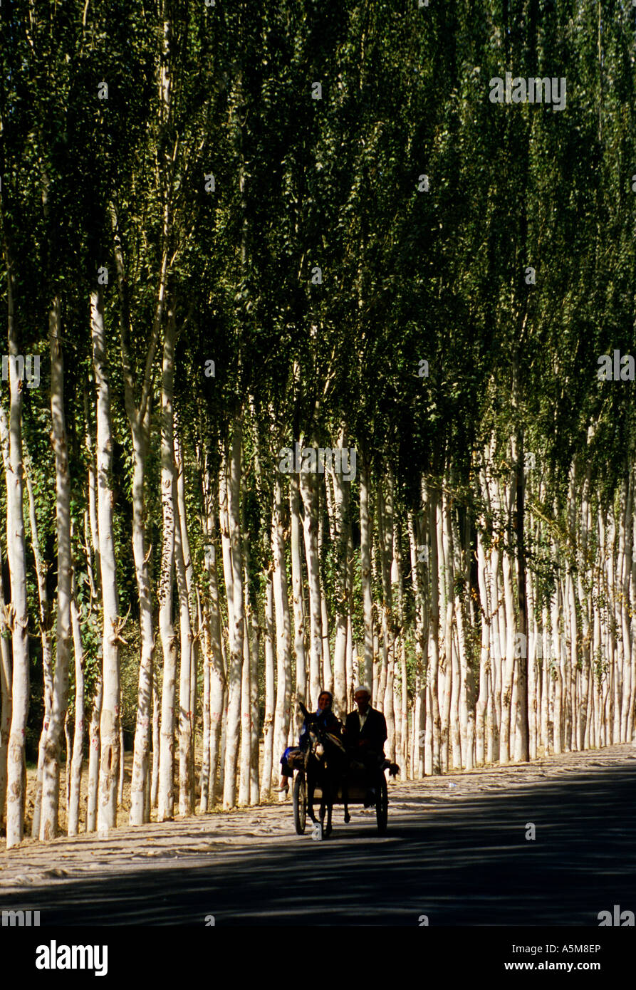 Uighur giovane su donkey carrello sulla strada alberata in campagna nei pressi di Khotan, Xinjiang, Cina Foto Stock