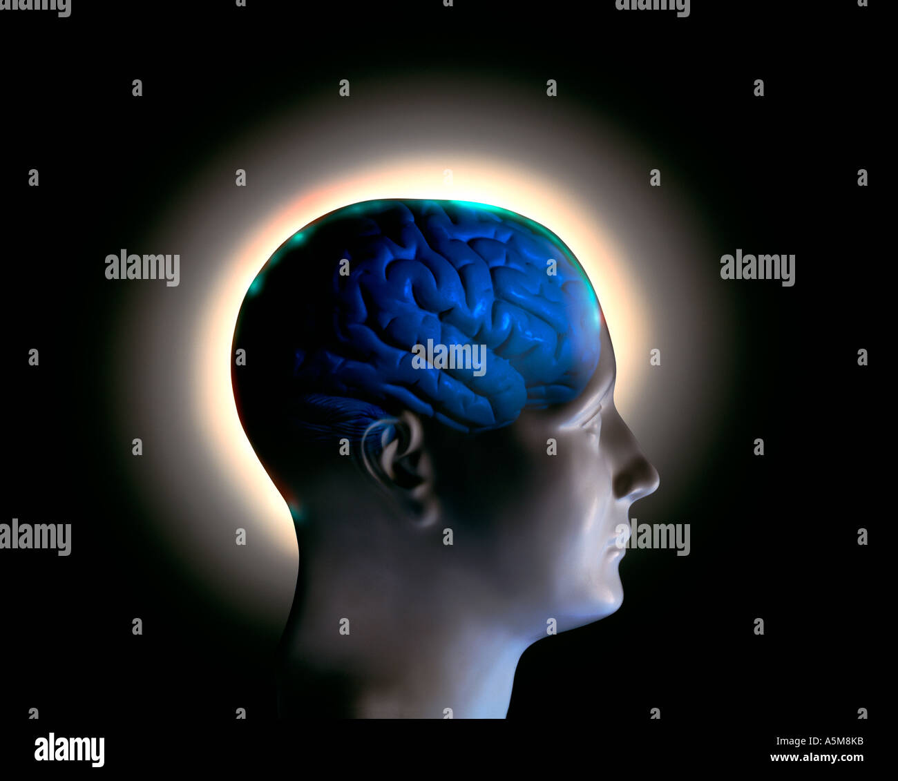 Cervello 2 Foto Stock