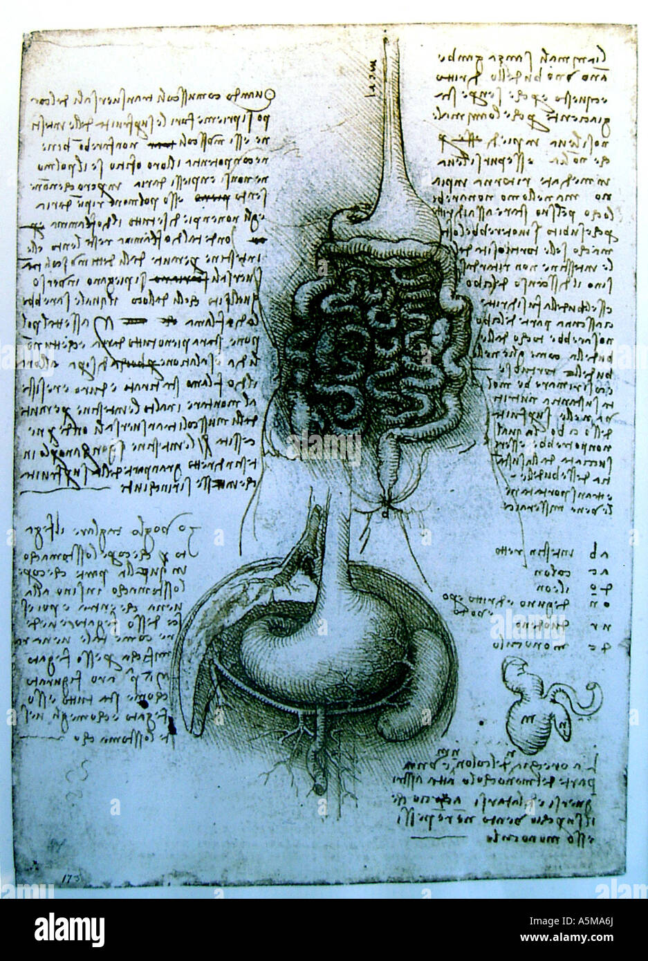 Anatomische Zeichnung von Leonardo da Vinci Medizinische Studien des menschlichen Koerpers Anatomisches Studienblatt welches bei Foto Stock
