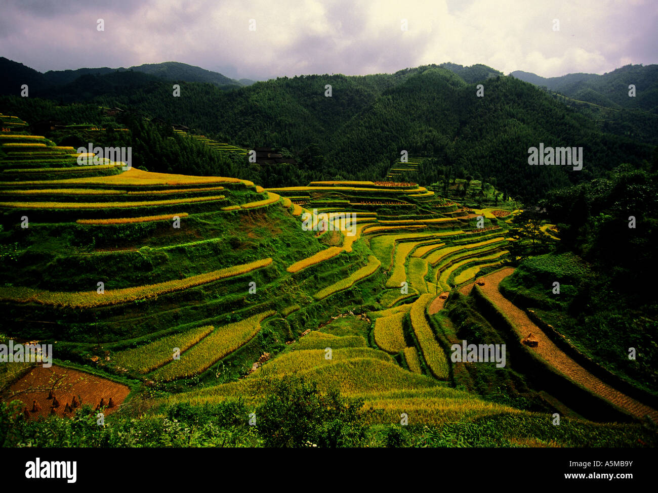 Longsheng terrazze di riso stagionato in tarda estate in Guangxi Cina Foto Stock