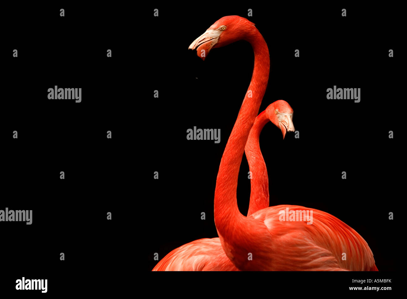 Sentieri che attraversano Foto Stock