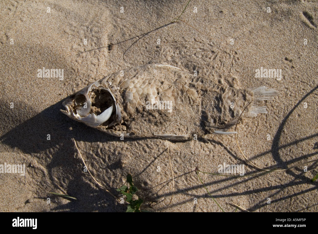 Resti di un pesce lavato fino a una spiaggia. Foto Stock