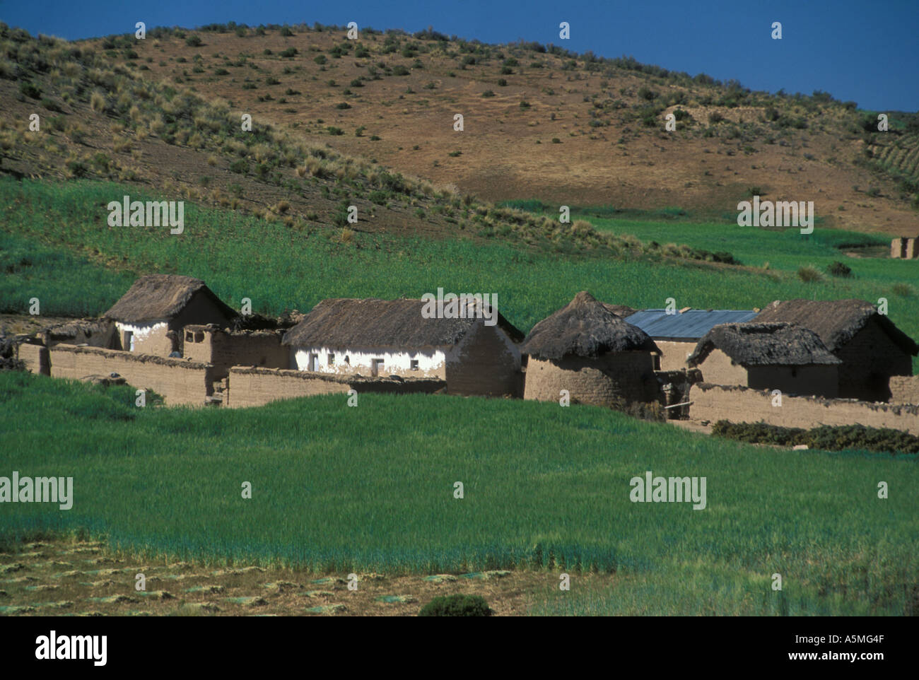 Fattoria piccola dimora circondata da campo di erba medica Altiplano Bolivia Foto Stock