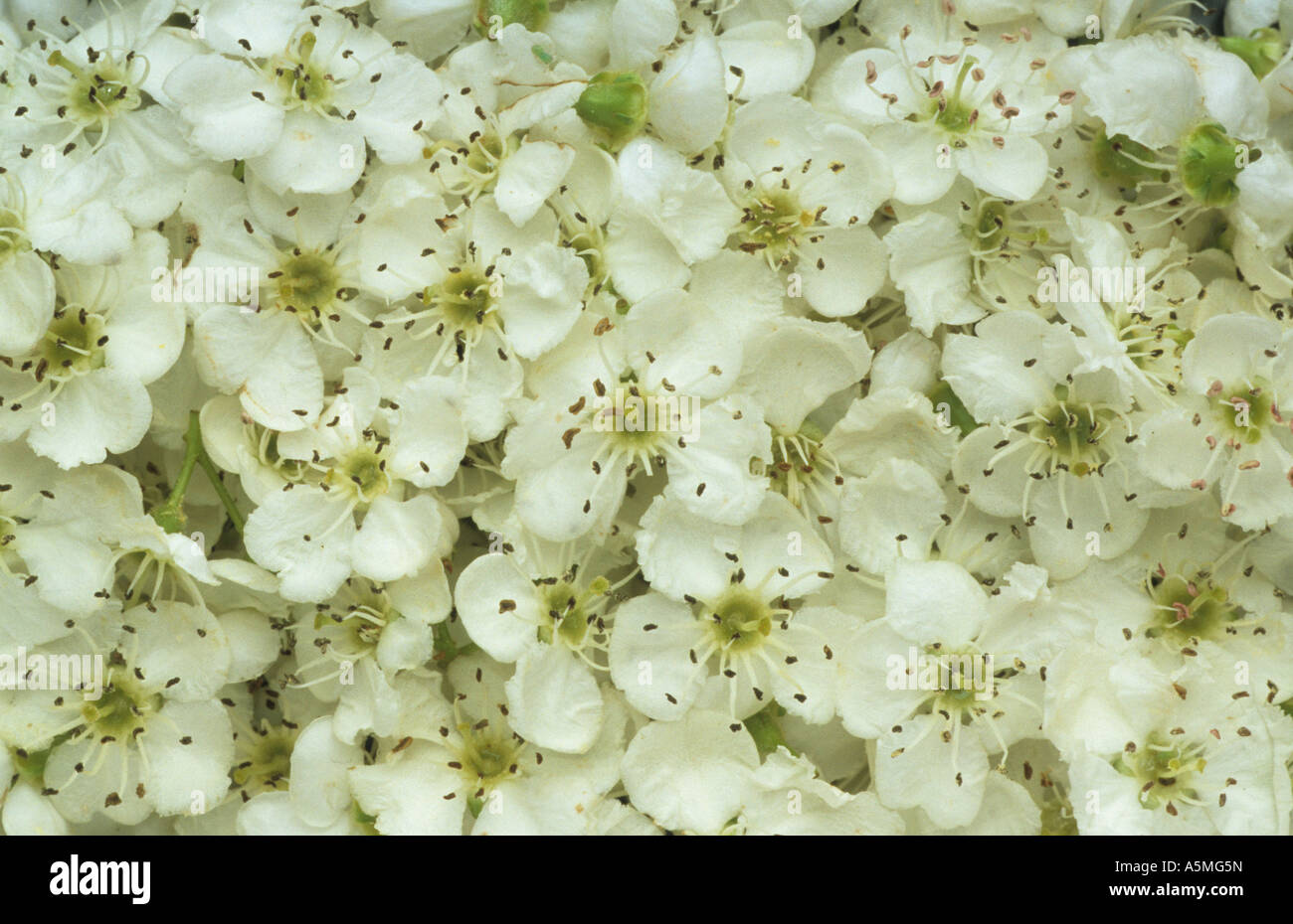 Crataegus, chiamato biancospino, thornapple, hawberry Foto Stock